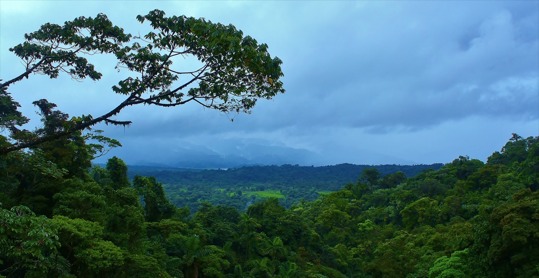 print a poster - Green Forest Trees Clouds - ForestJPG.jpg