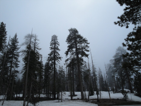 print a poster - Trees - DSC00945_3.jpg