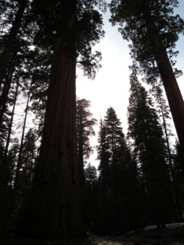 print a poster - Tree Forest Pictures - DSC01118.jpg