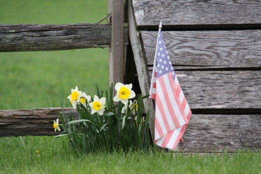 how to turn photos into prints - Usa Flag - 04_13_10_daffodil_flag.jpg