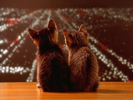 how to make pictures into posters - Kittens - kitten.jpg