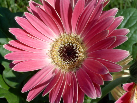 posters - Flower - IM000315.jpg