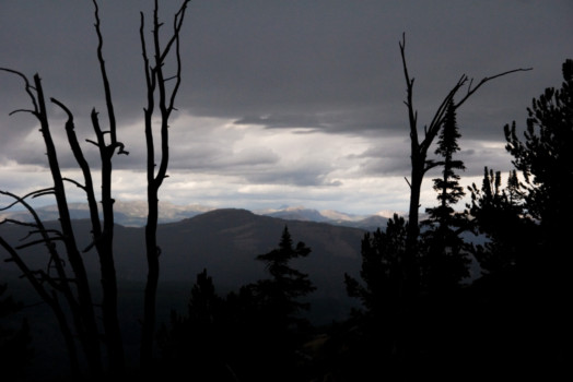 poster - Trees - IMG_8610_lrg.jpg