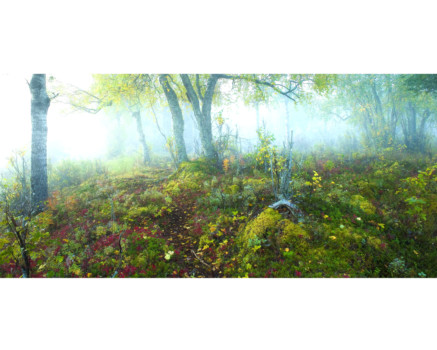 priority - Forest Trees Photo - 47_6278_24x30.jpg