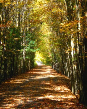 print a poster - Fall Trees Path - IMGP0640.jpg