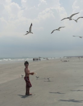 print a poster - Boy On Beach With Seagulls - Carter_feeds_seagulls.jpg