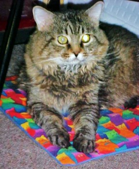 posterbrain - Cat On Colored Cloth - MVC_036S1.jpg