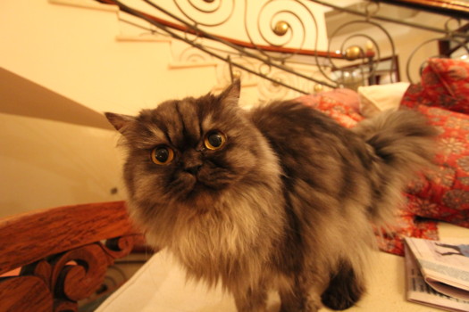 print a poster - Cat - IMG_0526_1.jpg