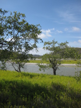 print a poster - Tree - lagoon_1.jpg