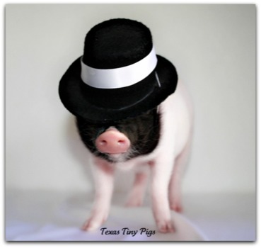 print a poster - Texas Tiny Pigs - IMG2365poster.jpg