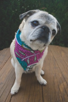 poster printing cheap - Dog - MinniewBandoonie.jpg
