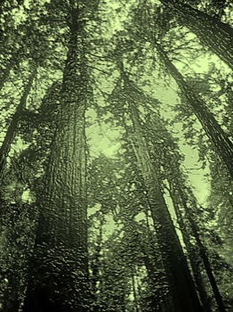 poster brain - Trees Redwoods Green Yellow Sky - 3.png
