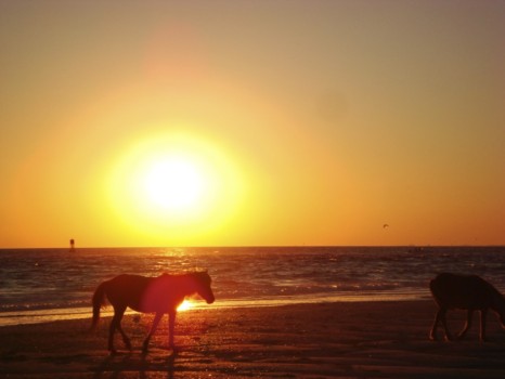 make a photo into a poster - Horse On Beach At Sunset - DSC07373.jpg