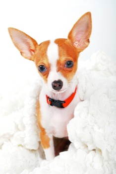 print a poster - White & Beige Chiwawa Dog - DSC0028.jpg
