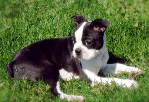 poster - Dog - IMG_1857.jpg