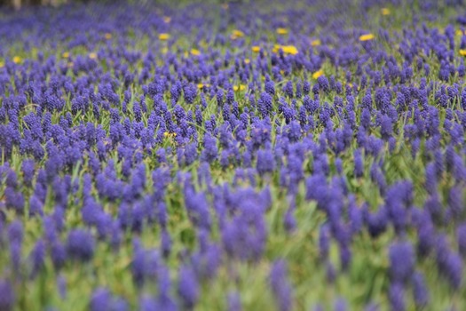 print a poster - Purple Flowers - IMG5423JPG.jpg