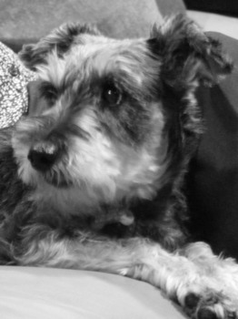 print a poster - Dog Shaggy - DSCF0688JPG.jpg