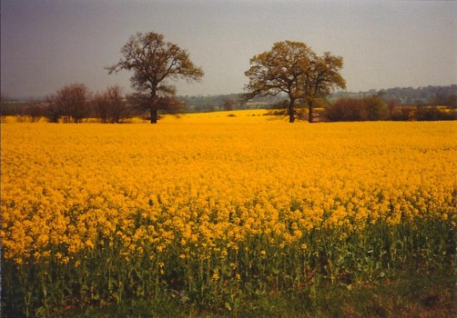 ritz - Field - YellowField.jpg