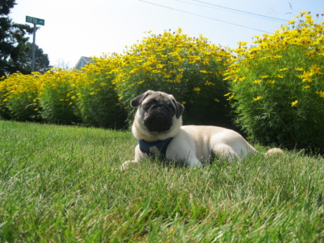 print a poster - Dog - Vacation_York_Beach_July_2010_011.jpg