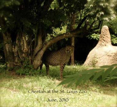 print a poster - Cheetah - Cheetah__copy_2.jpg
