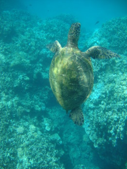 poster - Turtle - DSC00554___Copy.jpg