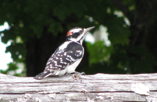 print a poster - Bird - Copy_10_of_crop_01.jpg