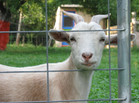print a poster - Goat - Copy_11_of_crop_01.jpg