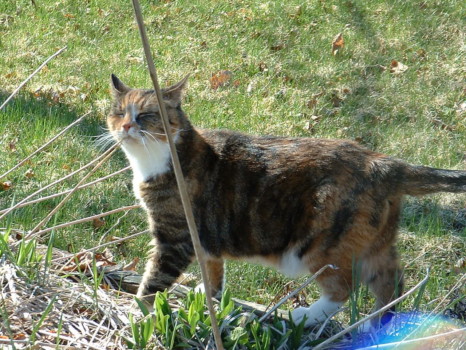 print a poster - Cat - Copy_13_of_crop_01.jpg