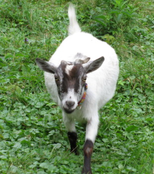 print a poster - Goat - Copy_1_of_crop_01.jpg