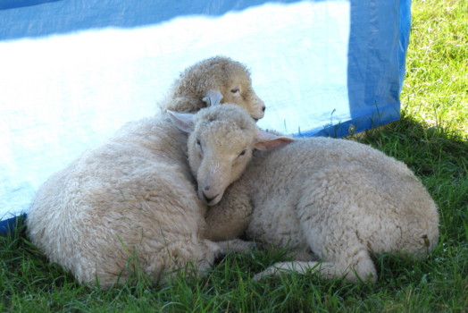 print a poster - Sheep - Copy_2_of_crop_01.jpg