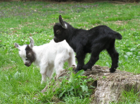 print a poster - Goat - Copy_3_of_crop_01.jpg