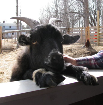 print a poster - Cow - Copy_6_of_crop_01.jpg