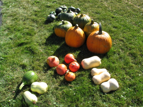 print a poster - Pumpkins - IMG_0329.jpg