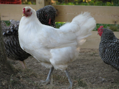 print a poster - Hen - IMG_0351.jpg