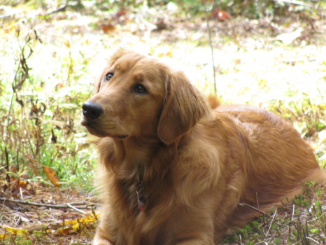 print a poster - Dog - IMG_0567.jpg