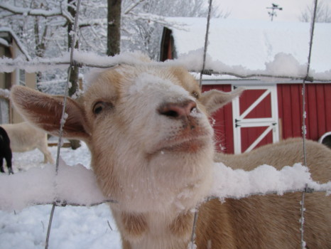 print a poster - Goat - IMG_0917.jpg