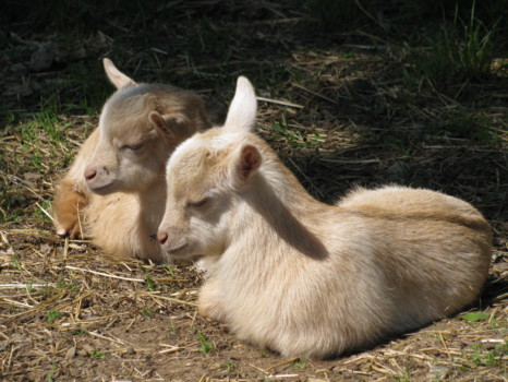 print a poster - Goats - IMG_1557.jpg