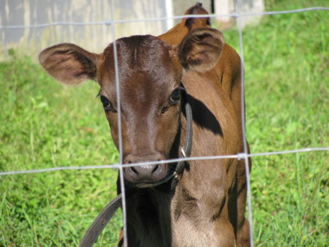 print a poster - Cow Calf - IMG_1711.jpg
