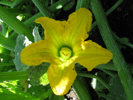 print a poster - Flower - IMG_1729.jpg
