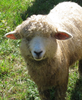 print a poster - Sheep - crop_02.jpg