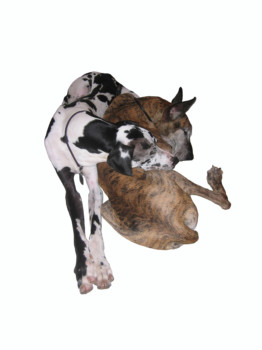 poster brain - Dog - poster_brain_new.jpg