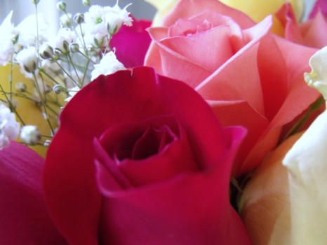 poster brain - Roses - 021_3.jpg