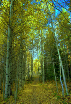 print a poster -  - Kahle_Park_October2010.jpg