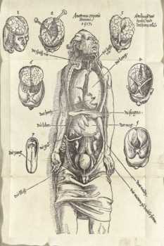 print a poster - Human Anatomy Diagram - gersdorff_t02.tif