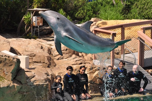 print a poster - Dolphin - M041711003377.jpg
