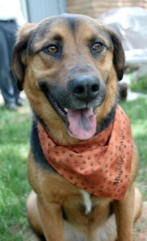 print a poster - - muddypaws02Theocrop.jpg
