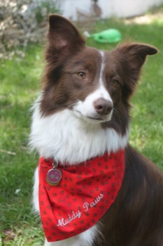 print a poster - - muddypaws01Madison.jpg