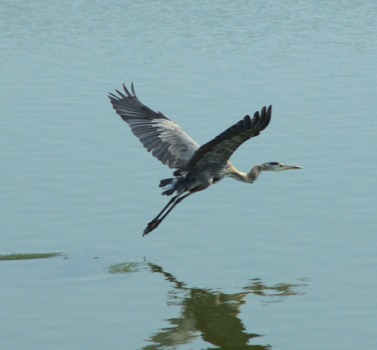 poster printing - Stork Bird Flying Over Water - Heron.jpg