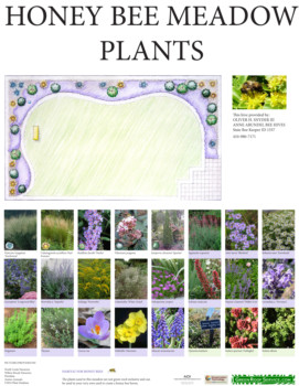 print a poster - Honey Bee Meadow Plants - PLANT_POSTER.tif