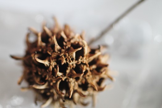 photo - No Match - thistle.jpg